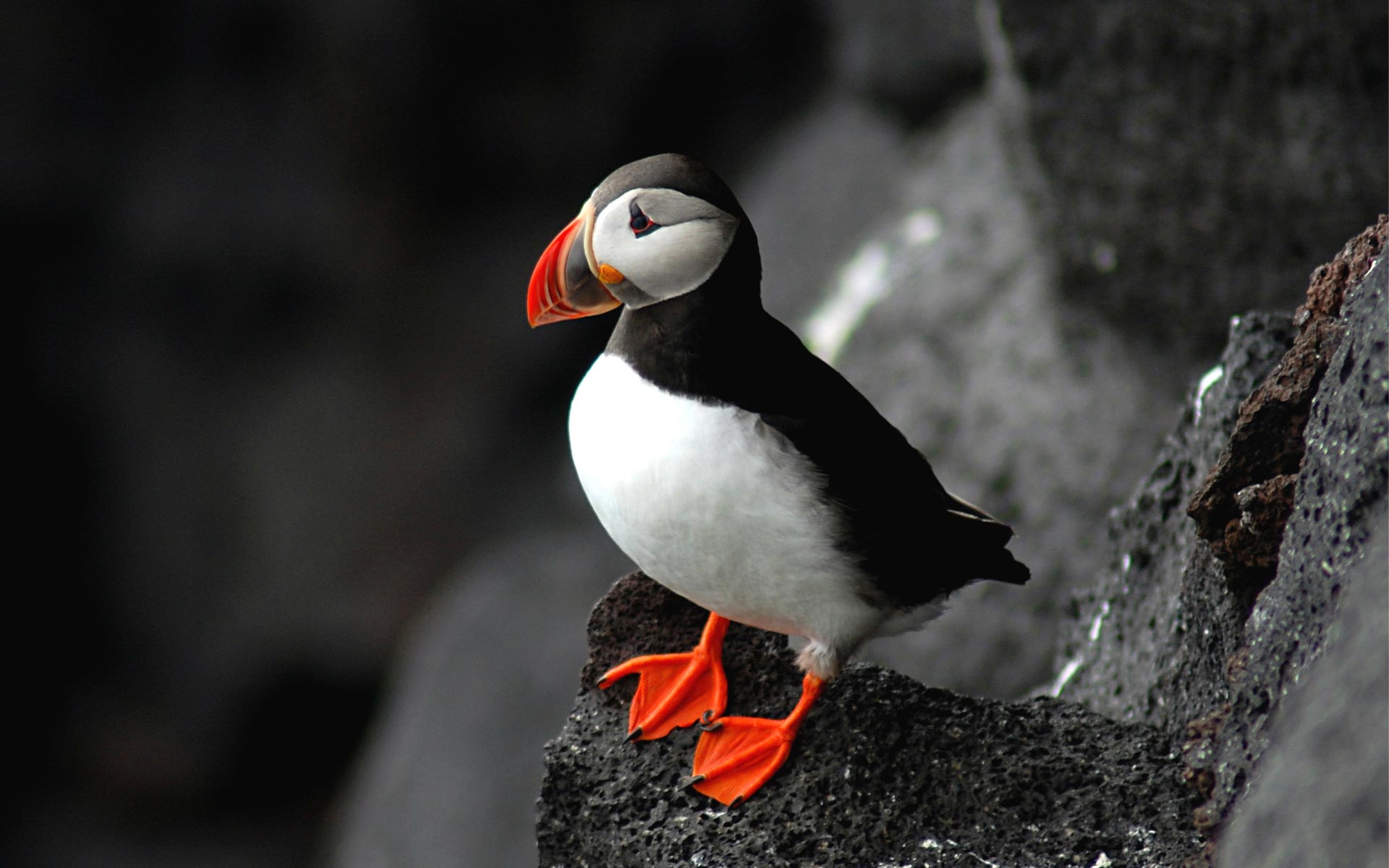 Puffin Muncher Feeder Deal