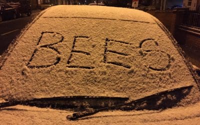 Pests From The West Draw With Beasts From The North East – Brentford 1 Middlesbrough 1