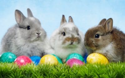 Beesotted Easter Bunnies – Pre Sheffield United and Bristol City Podcast