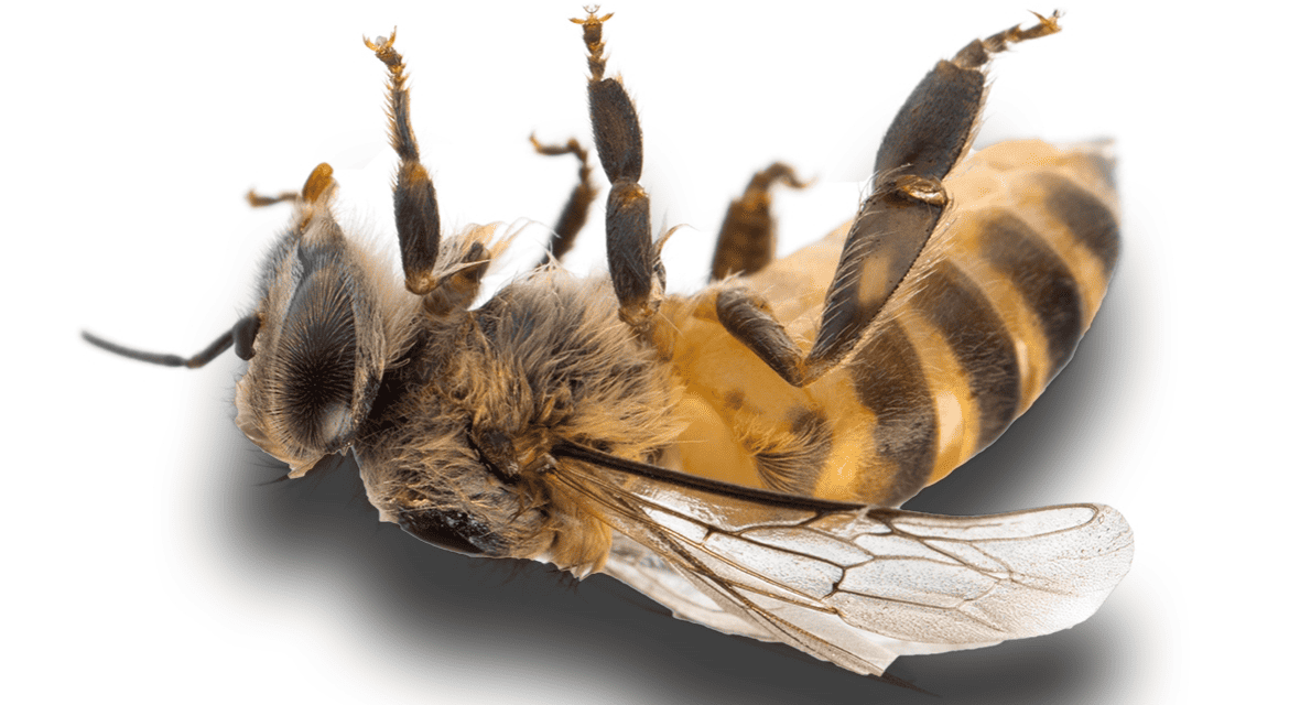 The Death Special Pre Blackburn Rovers Edition Podcast