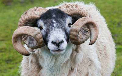 A Bees Bounce Or Will We Be Ram Raided? Pre-Derby County Podcast