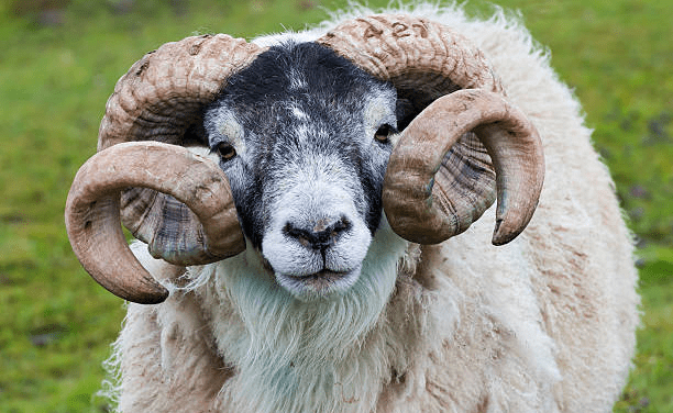 A Bees Bounce Or Will We Be Ram Raided? Pre-Derby County Podcast