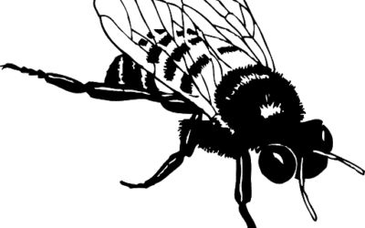 We Are The Bees in Black (£20m to be precise) – The Beesotted No Football Lockdown Podcast No 2