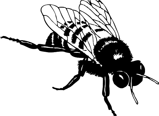 We Are The Bees in Black (£20m to be precise) – The Beesotted No Football Lockdown Podcast No 2