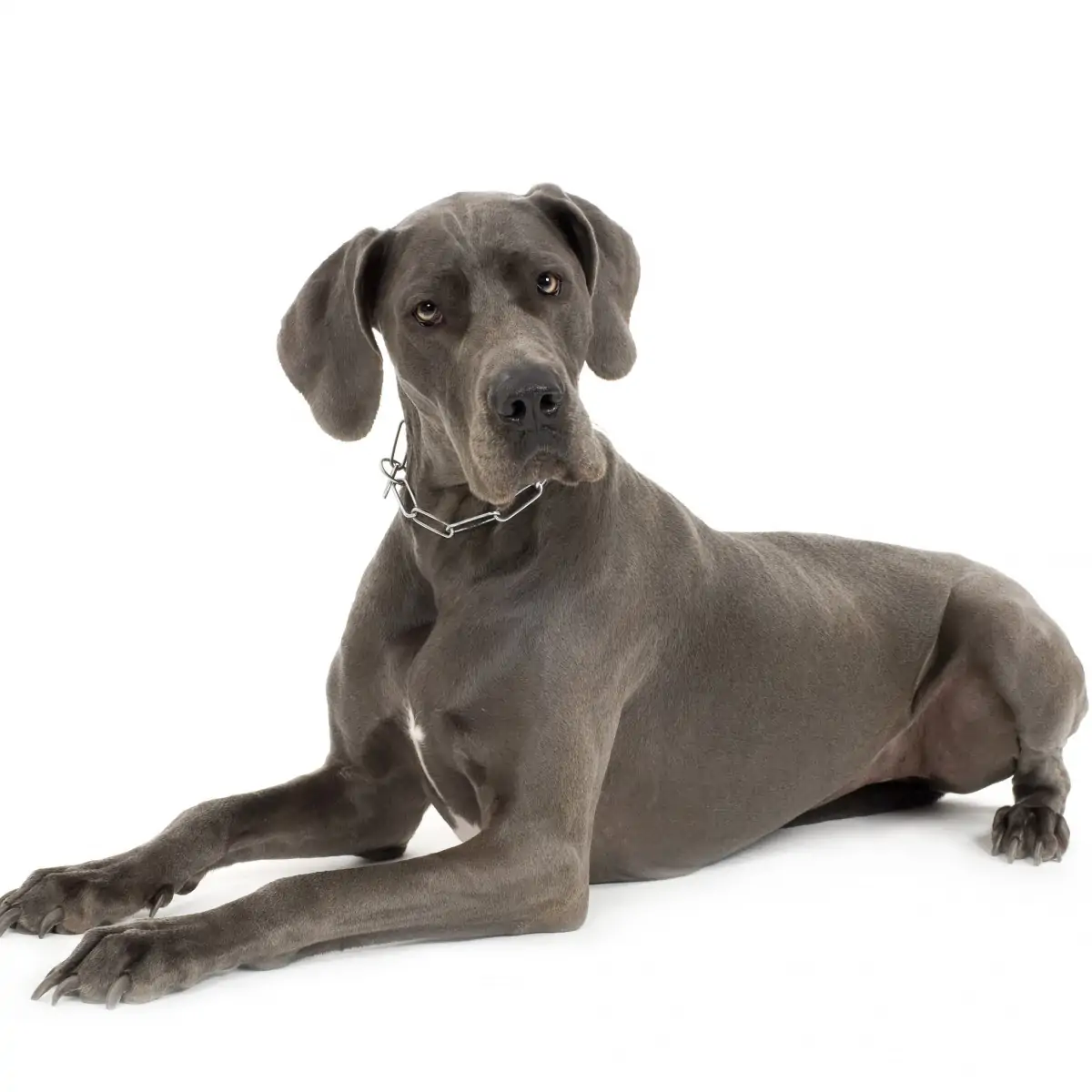 The Great Dane Mystery… Are We Nearly There Yet? Pt10