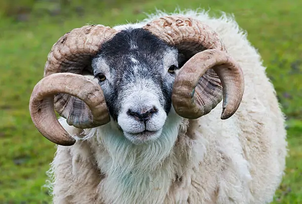 A Bees Bounce Or Will We Be Ram Raided? Pre-Derby County Podcast